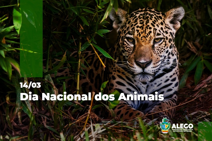 14 de março, Dia Nacional dos Animais – Prefeitura Municipal de  Quirinópolis – GO